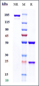 Anti-human FGFR3 / CD333 (Vofatamab Biosimilar)