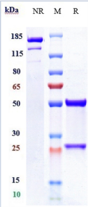 Anti-human NT5E / CD73 (Oleclumab Biosimilar)