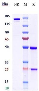 Anti-human BTN1A1 (CTX-2026 Biosimilar)