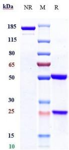 Anti-human HGFR / c-Met (Telisotuzumab Biosimilar)