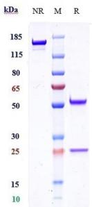 Anti-human TMEFF1 / Tomoregulin-1 (Bluefin patent Anti-TMEFF1 Biosimilar)