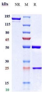 Anti-human CCN2 / CTGF (Pamrevlumab Biosimilar)