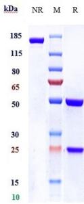Anti-human IL-1R1 / CD121a (AMG 108 Biosimilar)