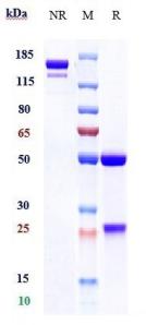 Anti-human TNFRSF9 / 4-1BB / CD137 (Utomilumab Biosimilar)