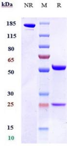 Anti-human OX2R / CD200R1 (Janssen patent Anti-CD200R1 Biosimilar)