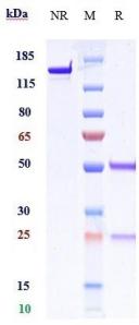 Anti-human B7-H3 / CD276 (Trellis patent Anti-B7-H3 Biosimilar)