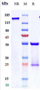 ERBB2/CD340 rHuz IgG1k mAb (Ref: Pertuzumab)