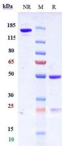 Anti-human CD7 (GrisnilimAb Biosimilar)