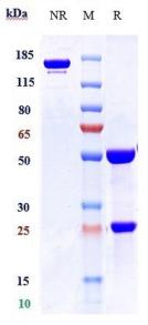 Anti-human PTPRC / CD45 (Apamistamab Biosimilar)