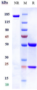 Anti-human NKG2D / CD314 (Tesnatilimab Biosimilar)