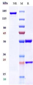 Anti-human CCR5 / CD195 (Leronlimab Biosimilar)