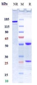 Anti-human TNFSF12 / TWEAK (RO5458640 Biosimilar)