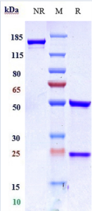 Anti-human ERBB2 / HER2 / CD340 (Disitamab Biosimilar)