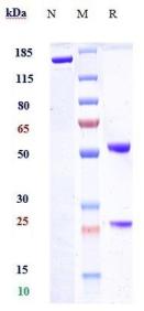 Anti-human Tau (Semorinemab Biosimilar)