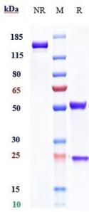 Anti-human IL-2Ra / CD25 (Daclizumab Biosimilar)