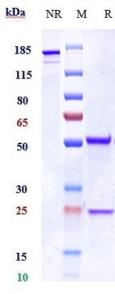 Histone H3 rHu IgG1k mAb (Ref: Immunomedics patent)