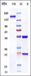Anti-human TNFRSF5 / CD40 (Lucatumumab Biosimilar)