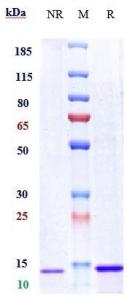 Anti-human CD28 (Lulizumab Biosimilar)