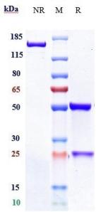 Anti-human FGFR2 / CD332 (Aprutumab Biosimilar)
