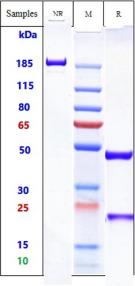 Anti-human IgE (Talizumab Biosimilar)