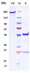 Anti-human Integrin a4b7 (Abrilumab Biosimilar)