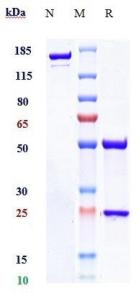 Anti-human NKG2A / CD94 (Monalizumab Biosimilar)
