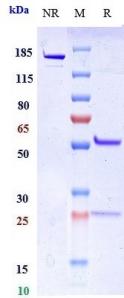 Anti-human LAG3 / CD223 (Miptenalimab Biosimilar)