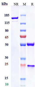 Anti-human CD19 (Denintuzumab-MMAF Biosimilar)