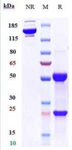 IL3RA/CD123 rHuz mAb (Ref: SNG-CD123A)