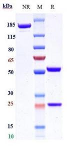 Anti-human Integrin a5b1 (Volociximab Biosimilar)
