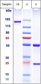 Anti-human Cdiff Toxin A (Actoxumab Biosimilar)