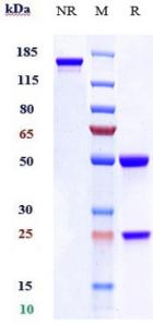 Anti-human Klotho Beta (RG7992 Biosimilar)