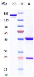 Anti-human CTLA-4 / CD152  (Ipilimumab Biosimilar)