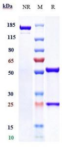 Anti-human Complement C5 (Lendalizumab Biosimilar)