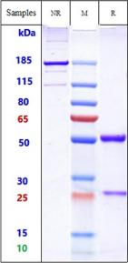 Anti-human ERBB2 / HER2 / CD340 (Margetuximab Biosimilar)