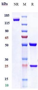 Anti-human LAG3 / CD223 (Relatlimab Biosimilar)
