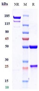 Anti-human B7-H1 / PD-L1 / CD274 (Cosibelimab Biosimilar)