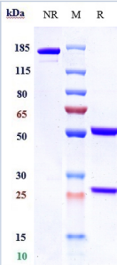 Anti-human GPC3 / Glypican-3 (Codrituzumab Biosimilar)