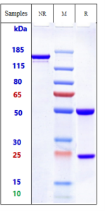 Anti-human ROR2 (Ozuriftamab Biosimilar)