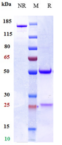 IL33 rHu IgG1k mAb (Ref: Torudokimab)