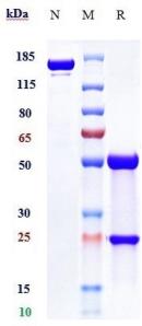 Anti-human LILRB4 / ILT3 / CD85k (Merck patent Anti-ILT3 complex Biosimilar)