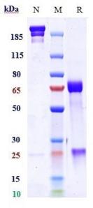 Anti-human TGFb1 (M7824 Biosimilar)