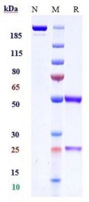 Anti-human CB1 / CNR1 (GFB-024 Biosimilar)