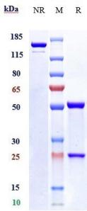 Anti-human NRP1 / VEGF165R / CD304 (Vesencumab Biosimilar)