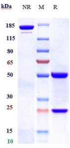 Anti-human PCSK9 (Bococizumab Biosimilar)