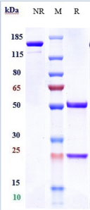 Anti-human PDCD1 / PD-1 / CD279 (Camrelizumab Biosimilar)