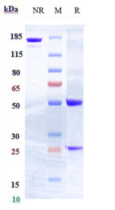 Anti-human FLT3 / CD135 (IMC-EB10 Biosimilar)