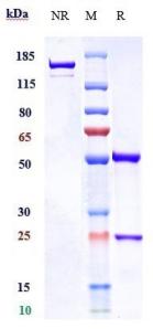 Anti-human CD3 (Visilizumab Biosimilar)