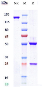 Anti-human P-Selectin / CD62p (Crizanlizumab Biosimilar)