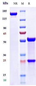 GFRA3 rHu IgG4SPk mAb (Ref: Nadecnemab)